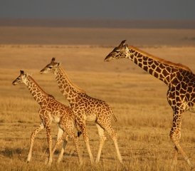 4 Tage Gruppen-Safari in Tansania: Besuch von Tarangire, Serengeti und Ngorongoro-Krater - Photo 3