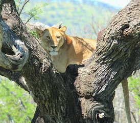 5 jours safari en lodge Best of en Tanzanie à Tarangire, cratère du Ngorongoro et lac Manyara, Tanzanie - Photo 2