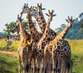 4 Day Awesome Kruger National Park Safari Including Panorama Route in South Africa - Photo 4