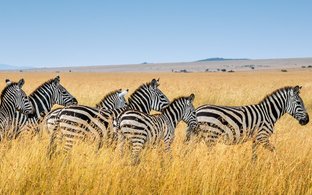 Tanzania Retreats & Trips