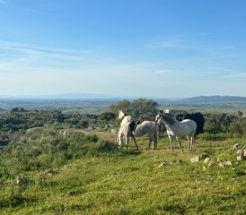 3 Day Horse Riding Holiday on The Spanish-Portuguese Border - Photo 3