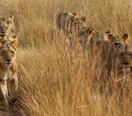 4-Daagse Safari in Amboseli, Lake Naivasha en Hell's Gate National Park, Kenia - Photo 4