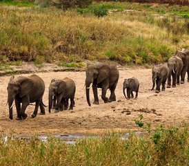 5 jours en safari de groupe et de camping en Tanzanie avec les incontournables - Photo 5