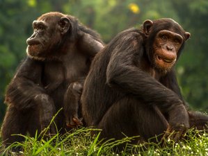 Chimpansee Safari's