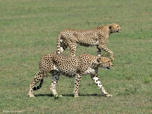 3 Day Budget Group Joining Safari in Masai Mara from Kisumu in Kenya