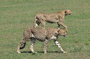 3 Day Budget Group Joining Safari in Masai Mara from Kisumu in Kenya