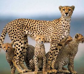 8 jours en stage de safari partagé en Tanzanie et vacances à la plage à Zanzibar - Photo 3