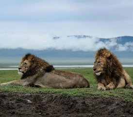 10 Day Calving Season Safari in Tanzania - Photo 4