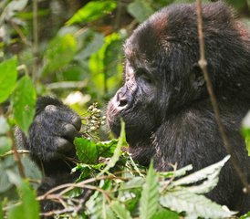 613 jours en stage de safari animalier et trekking gorilles en Ouganda - Photo 1