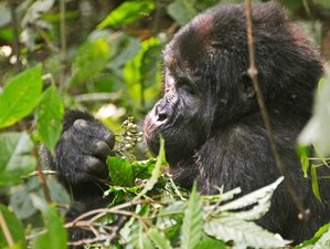 13-Daagse Wildlife Safari en Gorilla Trekking in Oeganda