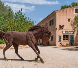 8 Tage Anfänger Reitprogramm in Mallorca, Balearische Inseln, Spanien - Photo 4