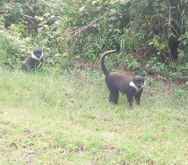 8 días de safari de los Cinco Grandes, gorilas y chimpancés en Uganda - Photo 5