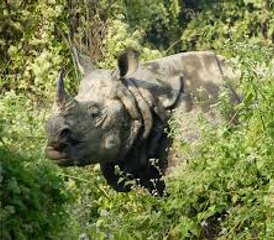 3 jours circuit faune de luxe à Chitwan, Népal - Photo 2
