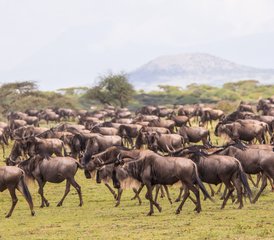 68 jours safari migration des gnous et saison des naissances en Tanzanie, Tanzanie - Photo 1