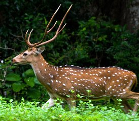 3 Tage Camping Safari im Yala Nationalpark in der Provinz Uva, Sri Lanka - Photo 4