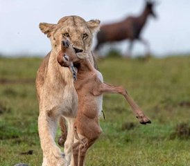 3 Day Samburu Budget Camping Safari in Kenya - Photo 4