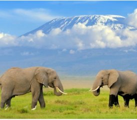 2 días de safari de acampada en el Parque Nacional de Amboseli, Kenia - Photo 2