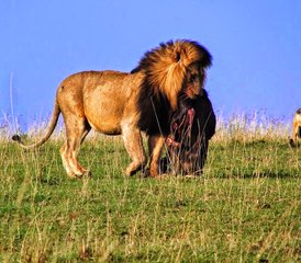 10 Day Luxurious Lodge Wildlife Safari in Kenya and Tanzania - Photo 3