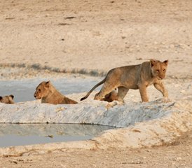 6 Tage Dünen- und Wildtiersafari: Etosha, Skelettküste und Sossusvlei in Namibia - Photo 2