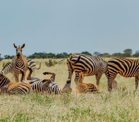 5 jours safari groupé à travers le Kenya au Masai Mara, au lac Nakuru et au lac Naivasha, Kenya - Photo 2