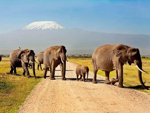 3 días de safari de encuentro con los elefantes en el Parque Nacional de Amboseli, Kenia