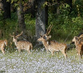 7 jours en stage de safari animalier dans le parc national de Shuklaphanta, Népal - Photo 4