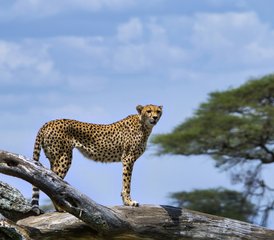 78 Day Royal Serengeti and Ngorongoro Safari in Tanzania: See Big Cats and the Great Migration - Photo 1