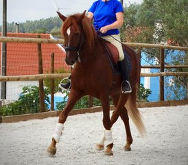 6 Day Normal Dressage Holiday with Lusitano Horses in Alenquer, Centro Region, Portugal - Photo 5