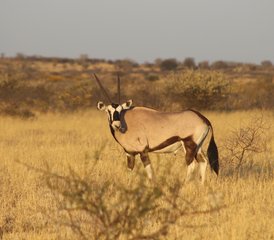 13-Daagse Spannende Safari in Moremi Game Reserve, Botswana - Photo 1