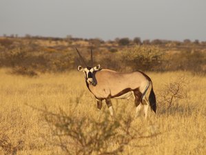 3 Day Exciting Safari in Moremi Game Reserve in Botswana