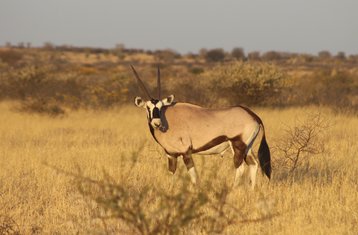 3-Daagse Spannende Safari in Moremi Game Reserve, Botswana