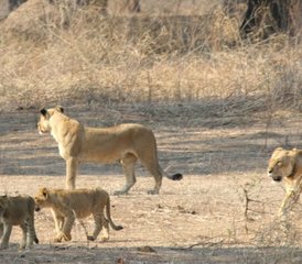 4 Tage Mana Shoreline Walking Safari Tour in Simbabwe - Photo 5