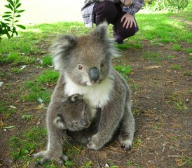 53 Tage Von Melbourne nach Adelaide Wildnis Tour in Australien - Photo 1