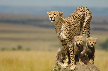 7 días de safari en Tarangire, Manyara, Serengeti y Ngorongoro en Tanzania