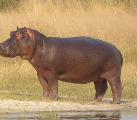 5 Tage Moremi Wildreservat Camping und Nilpferd Safari - Photo 5