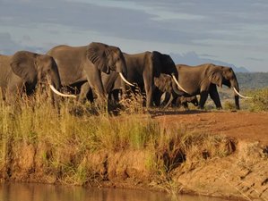 2 Day Tanzania Safari at Mikumi National Park by Jeep