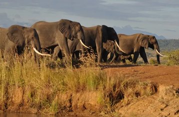 2-Daagse Tanzania Safari in Mikumi Nationaal Park met Jeep, Tanzania