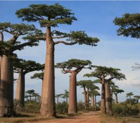 14 jours circuit faune au sanctuaire des lémuriens et des baobabs à Madagascar, Madagascar - Photo 2