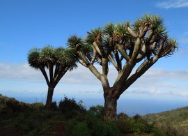 La Palma Retreats und Reisen