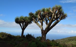 La Palma Retraites en Reizen