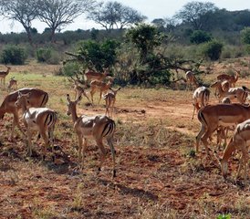 5 días de safari por Tsavo West, Amboseli y Tsavo East en Kenia desde Mombasa o Diani - Photo 5