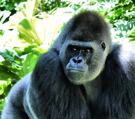 3 Tage Uganda Safari mit Gorillatrekking im Bwindi Impenetrable Nationalpark - Photo 5