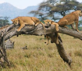 7 jours en stage d'expérience au bord du lac au Kenya - Photo 4