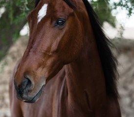 3 Day Sidi Kaouki Trek: Adventure, Relaxation, and Sunset Magic Horse Riding Holiday in Morocco - Photo 2