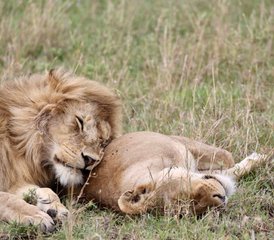 5 días de safari de vida silvestre en Tanzania: lago Manyara, Serengueti y cráter Ngorongoro - Photo 2