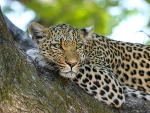 7 Day Masai Mara, Nakuru, Naivasha, and Amboseli Budget Safari in Kenya