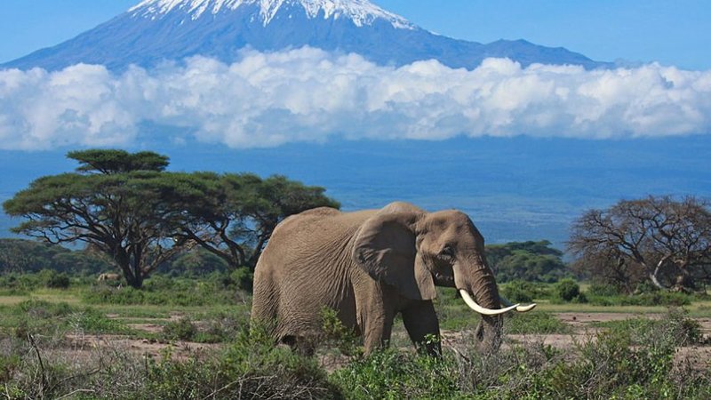 2 jours en safari guidé à Tsavo Est, Kenya depuis Diani Beach