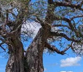 3 Tage Private Safari in Tansania: Erkunden Sie Tarangire, den Manyara-See und den Ngorongoro-Krater - Photo 4