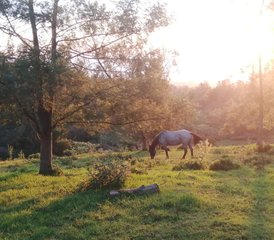 7 jours en séjour équestre guidé à La Réunion, France - Photo 5