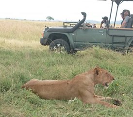 6 Tage Tansania-Safari im Mikumi-Nationalpark und Ruaha-Nationalpark - Photo 2